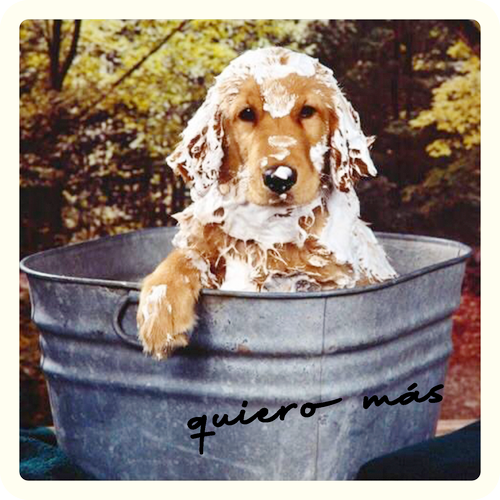 46 Cuidado de perros_red