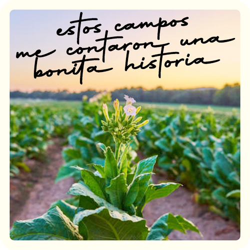 59 Campos de tabaco y pimientos en La Vera_red